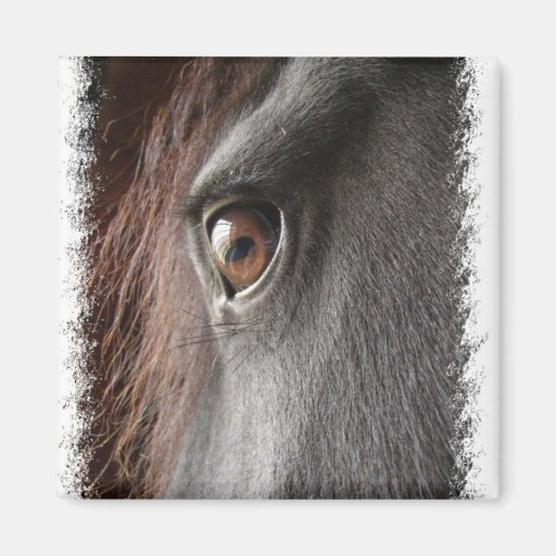 Friesian Horse Design Square Magnet