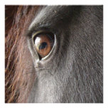 Friesian Horse Eye Invitation