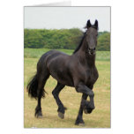 Friesian Horse Greeting Card