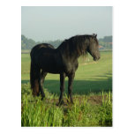Friesian Horse Post Cards