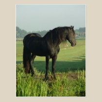 Friesian Horse postcards