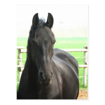 Friesian Horse Postcard postcards