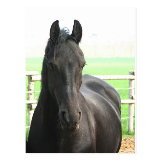 Friesian Horse Postcard
