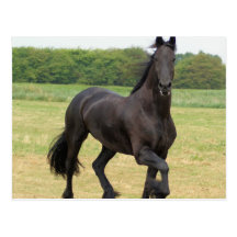 Friesian Horse Postcard