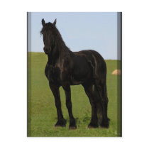 Friesian Horse Postcards #9