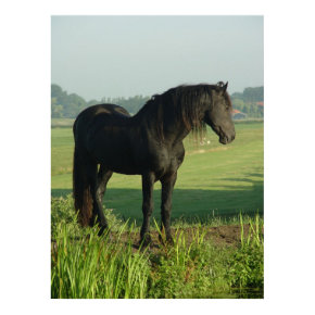 Friesian Horse print