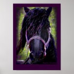 Friesian Horse Poster