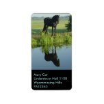 Friesian Horse Reflection in water Personalized Address Labels