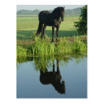 Friesian Horse Reflection in water Post Cards
