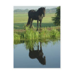 Friesian Horse Reflection in water Post Cards