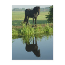Friesian Horse Reflection in water Post Cards