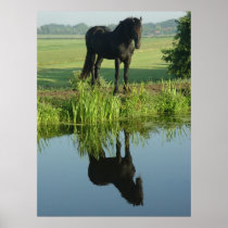 Friesian Horse Reflection in water Posters