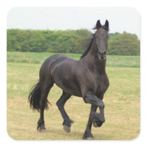 Friesian Horse Stickers stickers