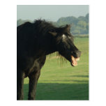 Friesian Horse Yawning Postcards