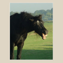 Friesian Horse Yawning postcards