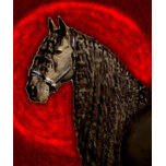 Friesian_portrait Friesian_portrait
