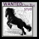 Friesian Stud Poster posters by RookyStudios Friesian Stud Poster posters