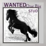 Friesian Stud Poster