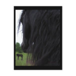 Friesian View Postcards