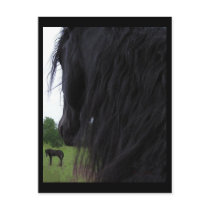 Friesian View Postcards
