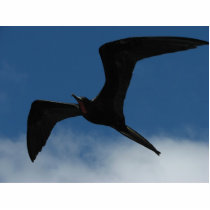 Frigate Bird (Fragata), Galapagos Islands 1 photo sculptures by lshickzazzle Frigate Bird (Fragata), Galapagos Islands 1 photo sculptures