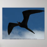 Frigate Bird (Fragata), Galapagos Islands 1 posters
