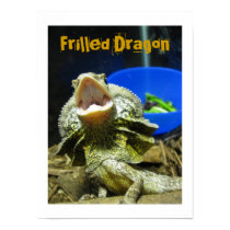 Frilled Drache-Plakat poster