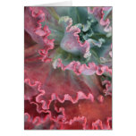 Frilled echeveria card