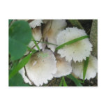 Frilled Mushrooms Postcard