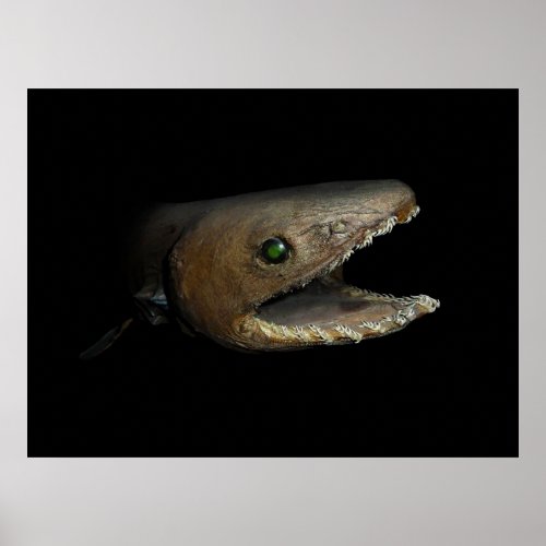 Frilled Shark image