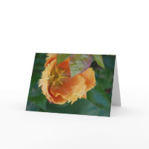 Frills Card