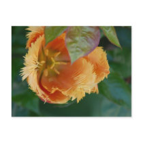 Frills Postcard