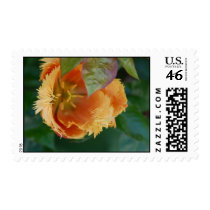 Frills Stamp