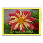 Frilly Dahlia Card