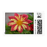 Frilly Dahlia Postage Stamp