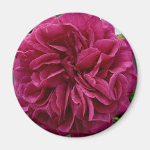 frilly pink rose fridge magnets