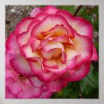 Frilly pink roses print