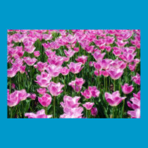 Frilly Pink Tulips posters