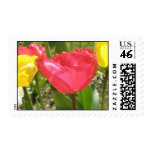 Fringed Tulips Postage Stamp