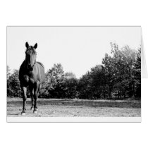 Frisco Greeting Cards