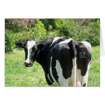 Frisian Cow Number 52 Looking Card