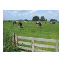 Frisian Holstein Cattle Dairy Cows Photo Poster posters by hollandshop Frisian Holstein Cattle Dairy Cows Photo Poster posters