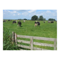 Frisian Holstein Cattle Dairy Cows Photo Poster posters