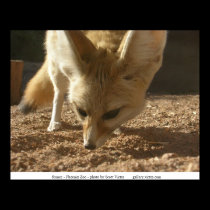 Frisky fennec posters