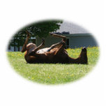 Frisky Foal ~ sculpture Photo Sculpture