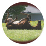 Frisky Foal ~ sticker