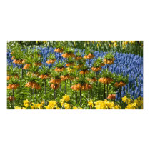 Fritillaria Imperialis & Daffodils DSC0811 Photo Greeting Card