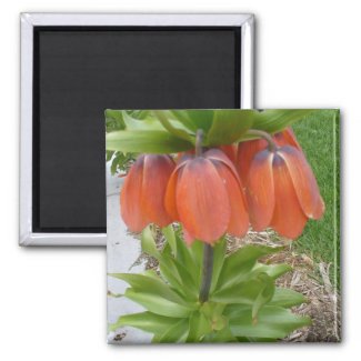 Fritillaria Imperialis Orange Flowers Magnet magnet