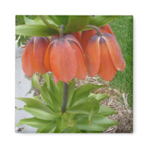 Fritillaria Imperialis Orange Flowers Magnet