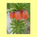 Fritillaria Imperialis Orange Flowers Postcard